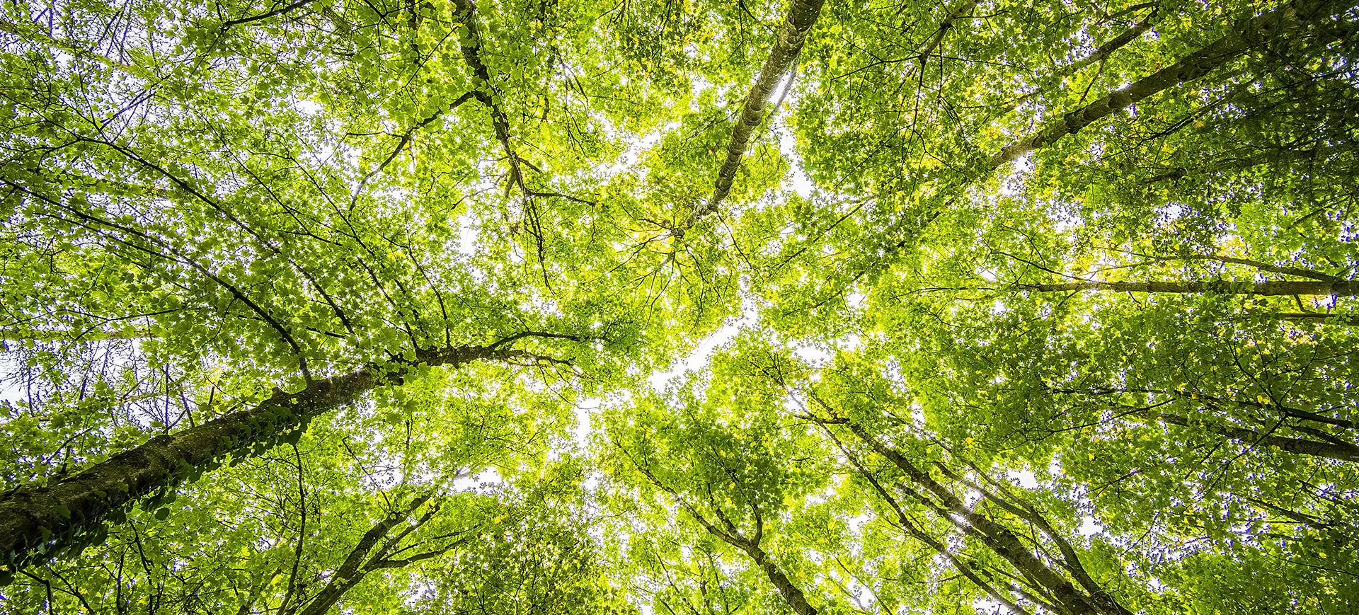 sustainability banner